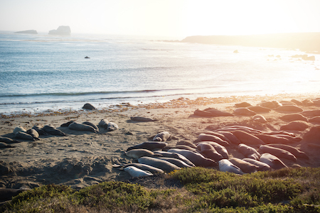 Elephant Seal Rookery Elephant Seal Rookery