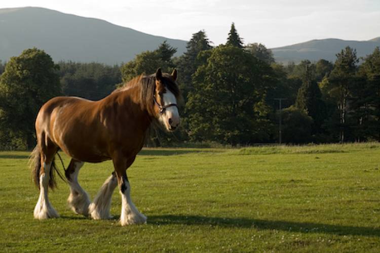 Covell Clydesdale Ranch