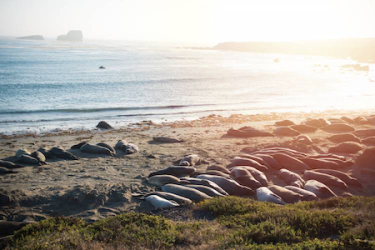 Elephant Seal Rookery